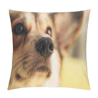 Personality  Close Up Of Nose Of Cute Welsh Corgi Dog  Pillow Covers