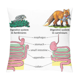 Personality  Vector Illustration Of Differences Of Digestive System Between Herbivores And Carnivores. Pillow Covers