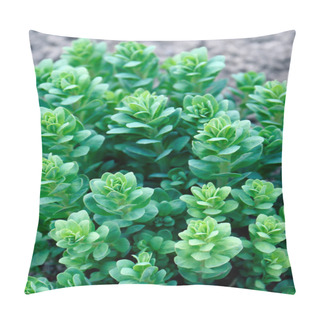 Personality  Sedum Plant Also Known As Stonecrop Or Crassula In A Flowerbed Pillow Covers