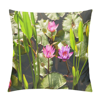 Personality  Pink Lotuses  In Natural Pond In The Sunlight Pillow Covers