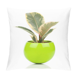 Personality  Ficus Elastica Plant, On A White Background Pillow Covers