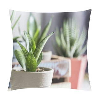 Personality  Sansevieria Trifasciata Or Snake Plant In Pot At Home Pillow Covers