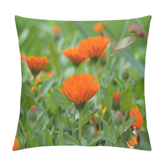Personality A Beautiful Marigold Flowers In The Garden Pillow Covers