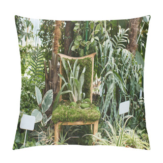 Personality  Green Plant Growing From Wooden Chair Inside Of Greenhouse, Fresh Foliage And Horticulture Concept Pillow Covers