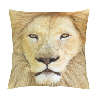 Personality  Portrait Of White African Male Lion Pillow Covers