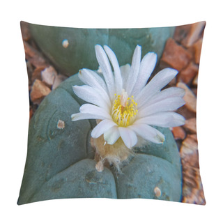 Personality  Lophophora Williamsii - Plant Blooming With A Large White Flower In The Botanical Garden Collection Pillow Covers