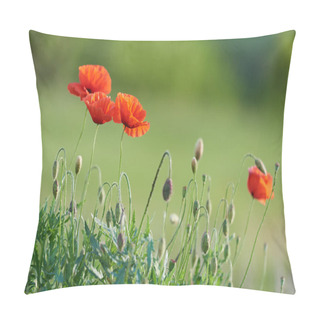 Personality  Wild Scarlet Poppies On A Green Background Pillow Covers
