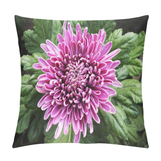 Personality  Pattern Of Chrysanthemum In Autumn Pillow Covers