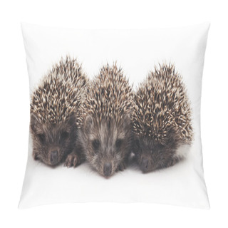 Personality  Three Little Hedgehogs. Pillow Covers