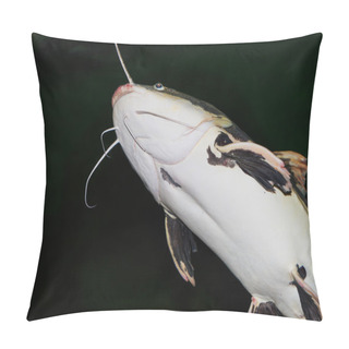 Personality  Closeup Of A Catfish From Below Pillow Covers