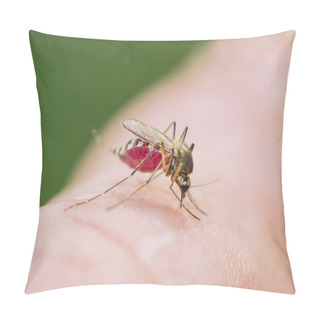 Personality  The Tiger Mosquito Drinks Blood From Pillow Covers