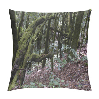 Personality  The  Rain-forest In La Gomera, Canary, Spain Pillow Covers