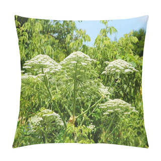 Personality  Heracleum (cow-parsnip) Plant Pillow Covers