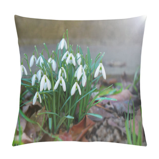Personality  First Beautiful Snowdrops In Spring. First Spring Flowers, Snowdrops In Garden, Sunlight Pillow Covers