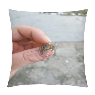 Personality  A Little Cancer In A Woman's Hand. Larvae Of River Cancer. Pillow Covers