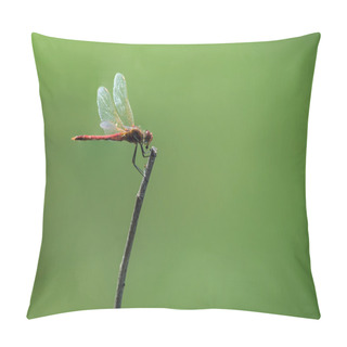 Personality  Dragonfly Pillow Covers