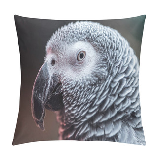 Personality  Close Up View Of Vivid Grey Parrot Looking At Camera Pillow Covers