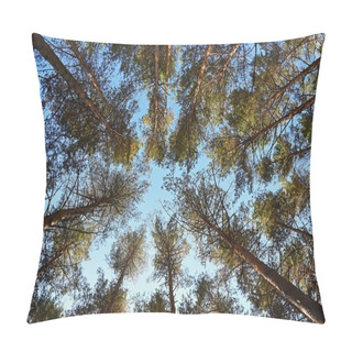 Personality  Beautiful Natural Forest Background. Coniferous Trees On A Beautiful Sunny Day. Relaxation In Nature. Pillow Covers