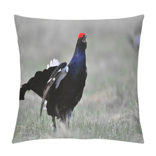 Personality  Portrait Of A Lekking Black Grouse Pillow Covers