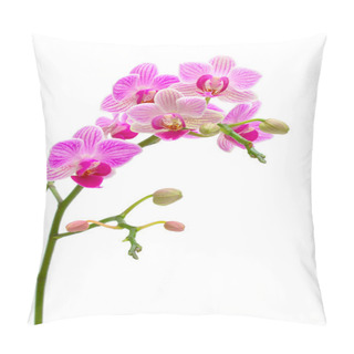 Personality  Blooming Orchid On A White Background Pillow Covers