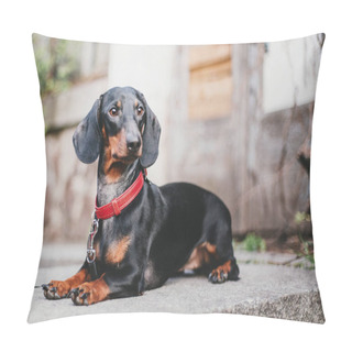 Personality  Dachshund Dog Portrait. Spring Pillow Covers