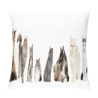 Personality  Group Of Cats In A Row : Norwegian, Siberian And Persian Cat In A Row In Front Of A White Background Pillow Covers