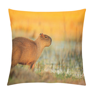 Personality  Capybara Mouse Near Water, Pantanal, Brazil. Pillow Covers