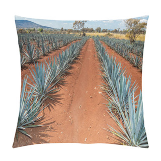 Personality  Landscape Of Agave Plants To Produce Tequila. Mexico. Pillow Covers