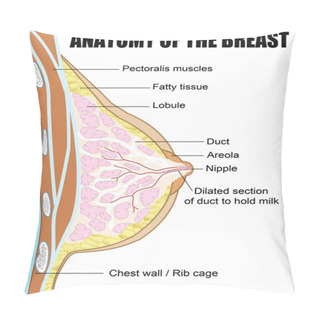 Personality  Anatomy Of The Breast Pillow Covers