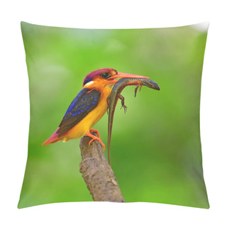 Personality  Beautiful Bird, Oriental Dwarf Kingfisher (Ceyx Erithaca) Bird With Victim For Chick, Bird From Thailand. Pillow Covers