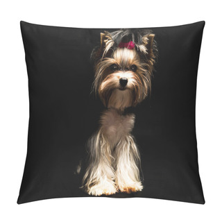 Personality  Cute Biewer Yorkshire Terrier With Pink Bow On Black Background. Dogs Portrait Pillow Covers