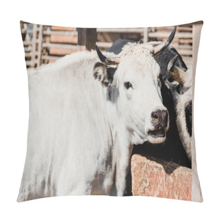 Personality  White Bulls Standing Outside In Zoo Pillow Covers