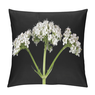 Personality  Common Valerian (Valeriana Officinalis). Inflorescence Detail Closeup Pillow Covers