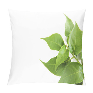 Personality  Natural Green Leaves Of A Tree With Veins On A White Background Pillow Covers