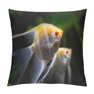 Personality  Angelfish. Fish Photographed Close-up. Nature Background. Pillow Covers