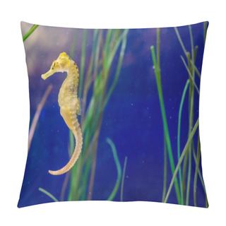 Personality  Cute Marine Life Portrait Of A Common Yellow Spotted Estuary Seahorse In Macro Closeup Pillow Covers