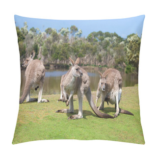 Personality  Group Of Kangaroos In Phillip Island Wildlife Park Pillow Covers