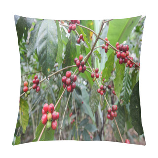 Personality  Growing Coffee Cherries Pillow Covers