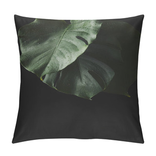Personality  Close-up View Of Green Wet Monstera Leaves Isolated On Black  Pillow Covers