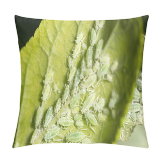 Personality  Aphids On A Green Leaf. Close Pillow Covers