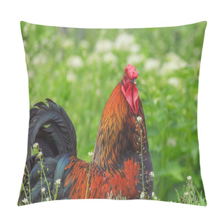Personality  Beautiful Colored Cock Pillow Covers