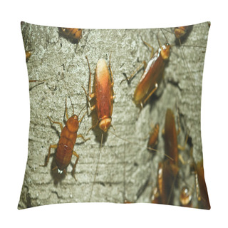 Personality  Cockroach Pillow Covers