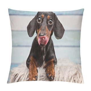 Personality  Portrait Of A Dachshund On Blue Wood Background Pillow Covers