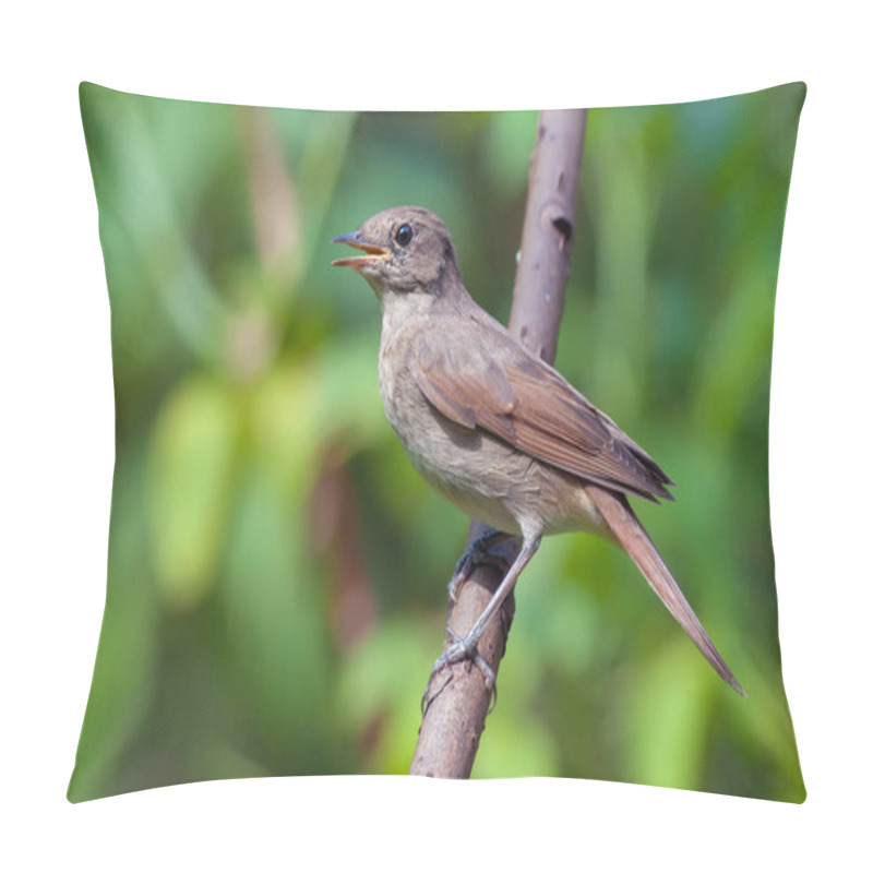 Personality  Thrush nightingale in a hot weather  pillow covers
