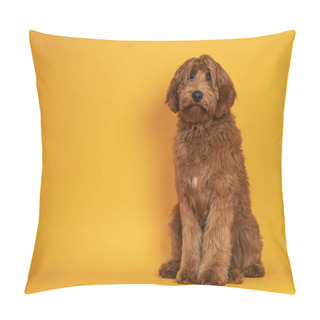Personality  Handsome Male Cobberdog Aka Labradoodle, Sitting Up Facing Front. Looking Towards Camera With Friendly Face. Isolated On Orange Yellow Background. Pillow Covers