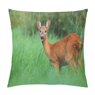 Personality  Roe Deer Looking At Summer Pillow Covers