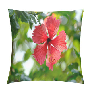 Personality  Beautiful Flowers Growing In The Garden Pillow Covers
