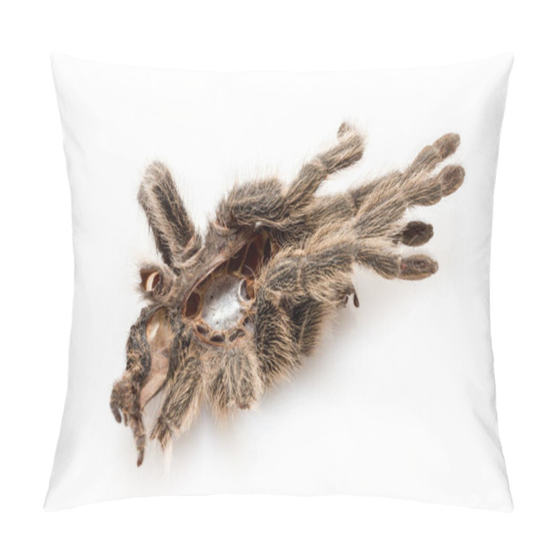 Personality  The Dried Cover Of A Bird Spider (tarantula), Which Has Skinned Itself Pillow Covers