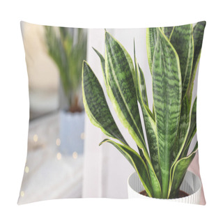 Personality  Decorative Sansevieria Plant In Room, Closeup Pillow Covers