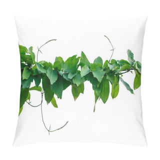 Personality  The Vine With Green Leaves Twisted Separately On A White Background. Pillow Covers
